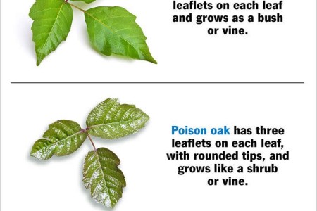 Poison Ivy,  Poison Oak and Poison Sumac