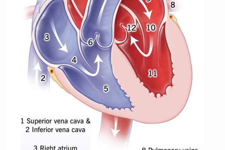 Blood Flow Through the Heart