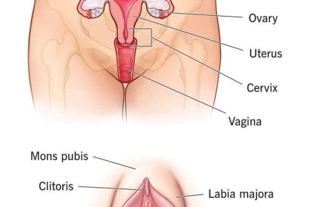 Female Reproductive System