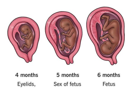 Pregnancy: Second Trimester