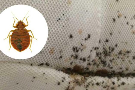 Bed Bugs and Bed Bug Bites