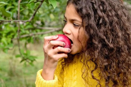 Which Apples Are Healthiest?