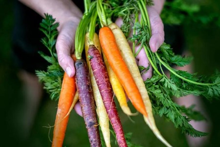 Reasons Why Carrots (of All Colors) Are Healthy For You