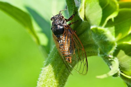 Are Cicadas Safe to Eat?