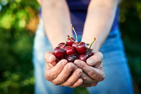 Can Cherries Help You Get a Better Night’s Sleep?