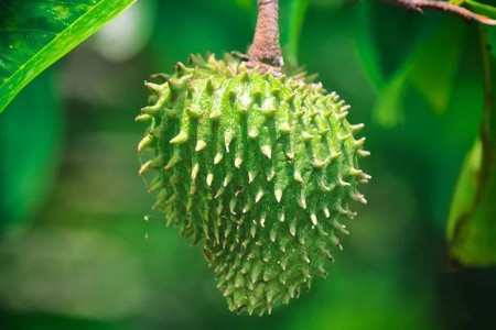 What Is Soursop?