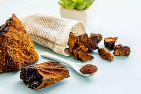 Chaga Mushroom Health Benefits