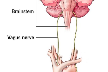 Vagal Maneuvers