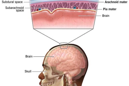 Meninges
