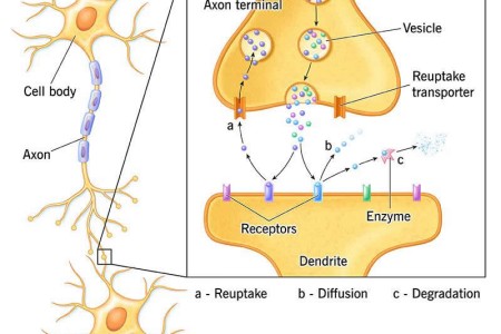 Neurotransmitters