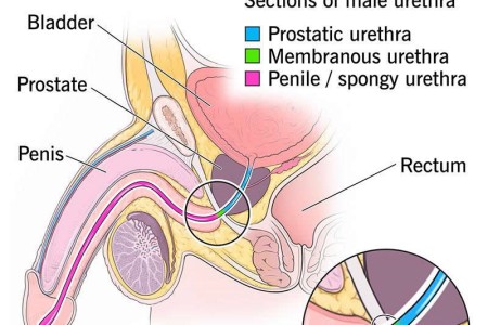 Membranous Urethra