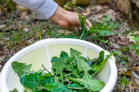 Foraging 101: What To Eat (and Avoid)