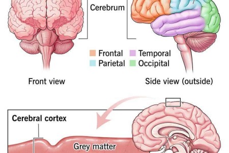 Cerebral Cortex