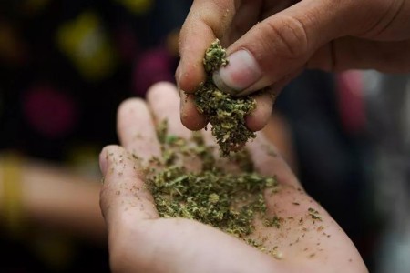What Are the Dangers of Synthetic Weed?