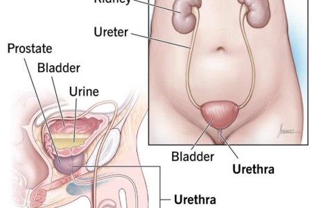 Urethra