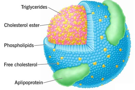 Lipoproteins