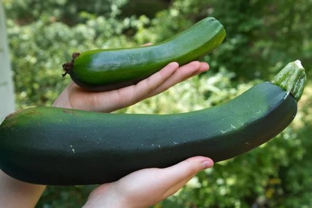 Recipe Adventure: 10 Delicious Ways To Use Garden Zucchinis