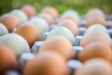 Best Eggs to Buy: When Labels Matter Most