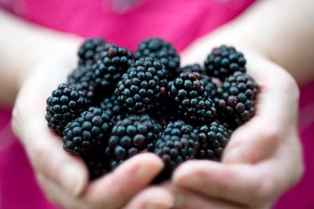 The Small Yet Powerful Blackberry: Why You Should Eat Some Today