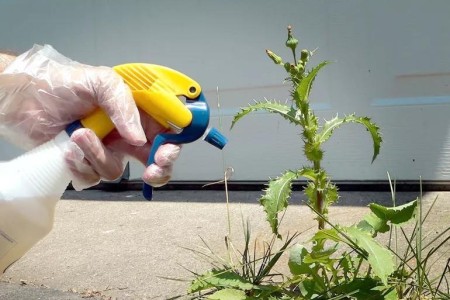 Is There a Connection Between Weed Killer and Cancer?