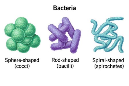Bacteria