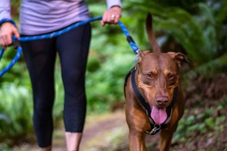 The Health Benefits of Pets