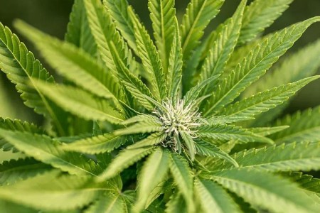 What You Need To Know About Delta-8