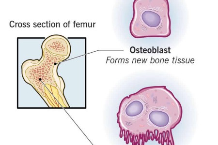 Osteoblasts and Osteoclasts