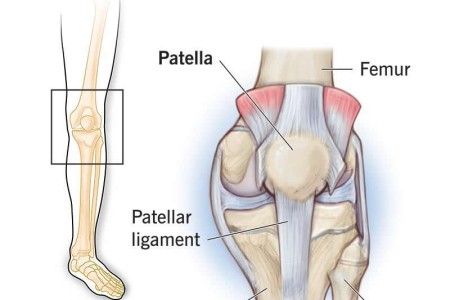 Patella