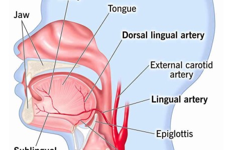 Lingual Artery