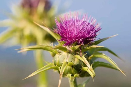 Is Milk Thistle Your Next Go-To Supplement?