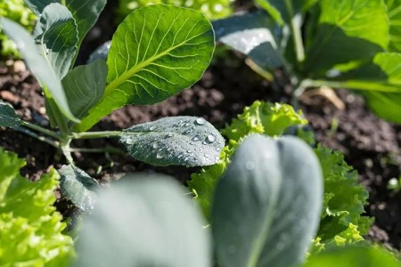 Why You Should Eat Microgreens