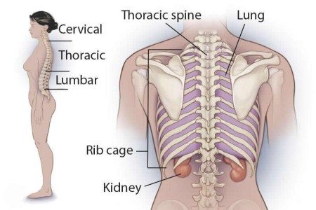 Thoracic Spine