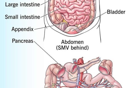 Superior Mesenteric Vein