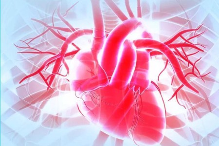 30 Facts About Your Heart
