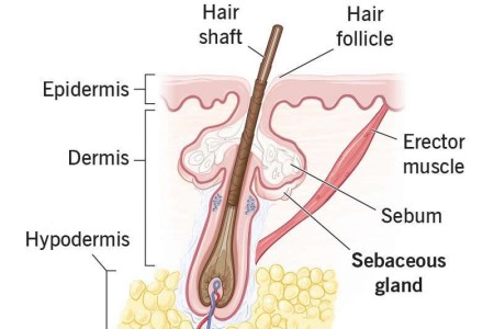 Sebaceous Glands