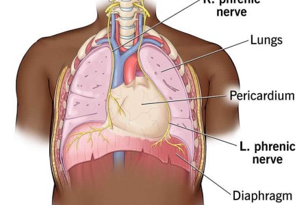 Phrenic Nerve