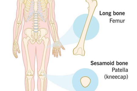 Bones