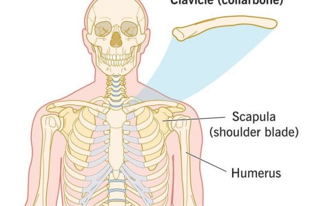 Clavicle