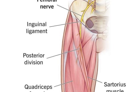 Femoral Nerve