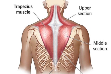 Trapezius Muscle