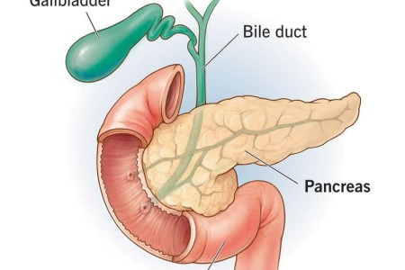 Pancreas