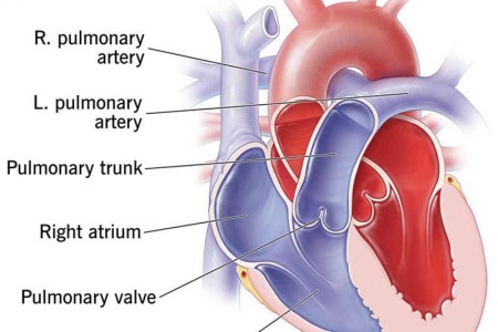 Pulmonary Arteries