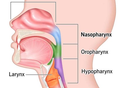 Nasopharynx