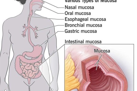 Mucosa