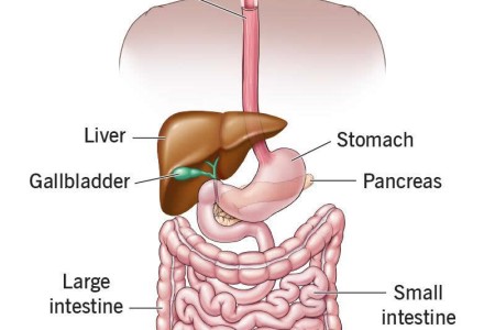 Digestive System