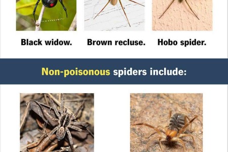 Spider Bites
