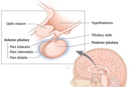 Posterior Pituitary