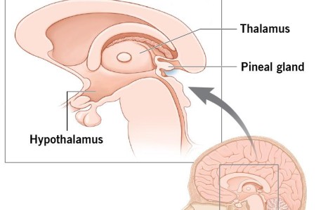 Pineal Gland