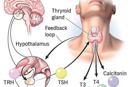 Thyroid Hormone